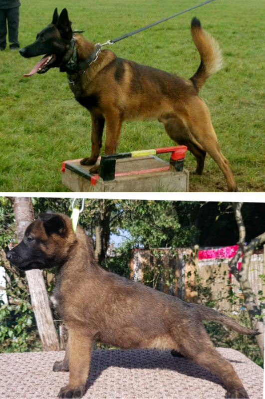 belgian malinois for sale gumtree